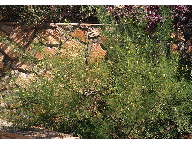Brongniartia minutifolia (Littleleaf greentwig) #68584