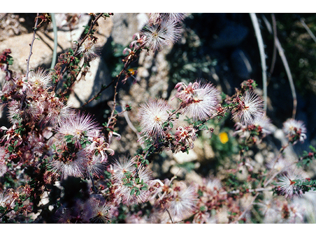 Calliandra eriophylla (Pink fairyduster) #68585