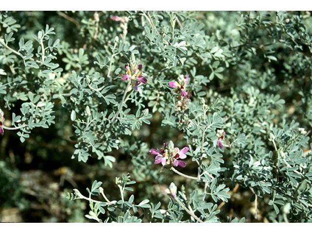 Dalea bicolor var. argyrea (Silver prairie clover) #68589