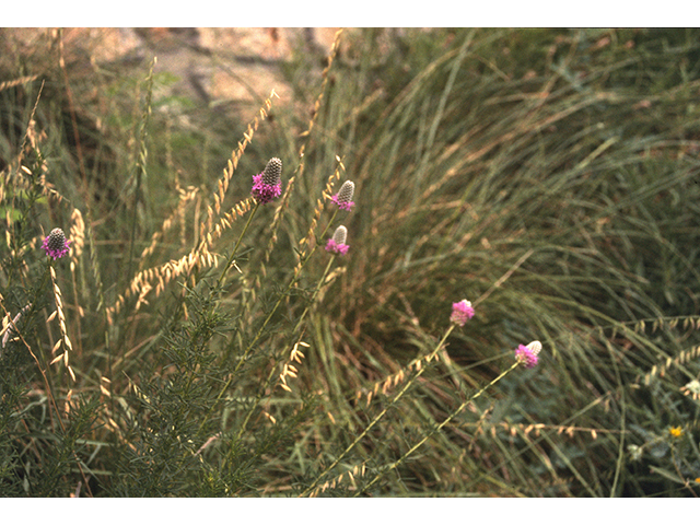 Dalea purpurea (Purple prairie clover) #68609