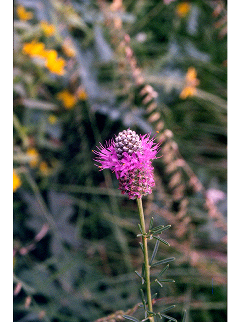 Dalea purpurea (Purple prairie clover) #68610
