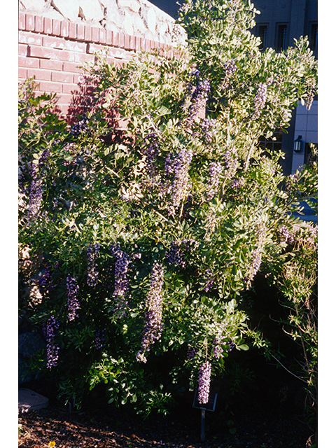 Sophora secundiflora (Texas mountain laurel) #68615