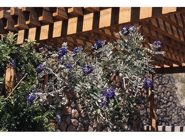 Sophora secundiflora (Texas mountain laurel) #68616