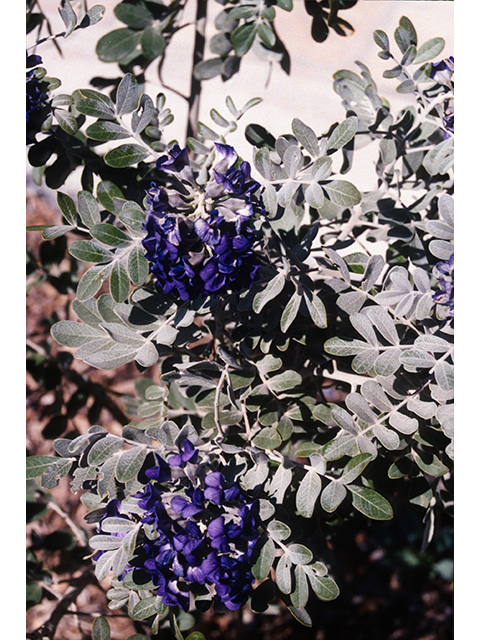Sophora secundiflora (Texas mountain laurel) #68617