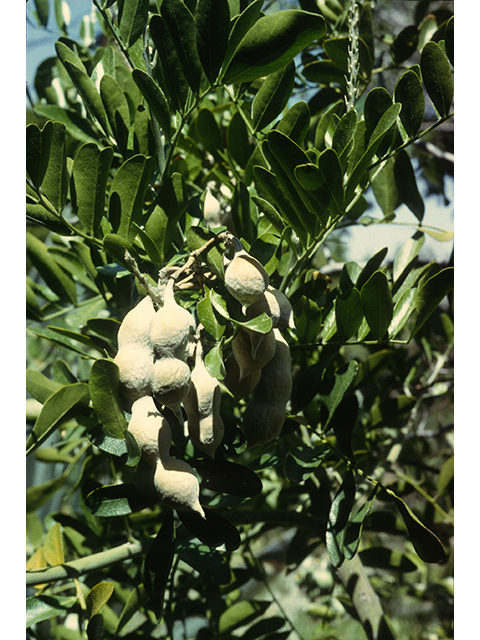 Sophora secundiflora (Texas mountain laurel) #68618