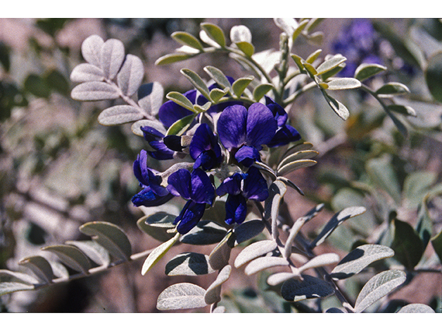 Sophora secundiflora (Texas mountain laurel) #68619