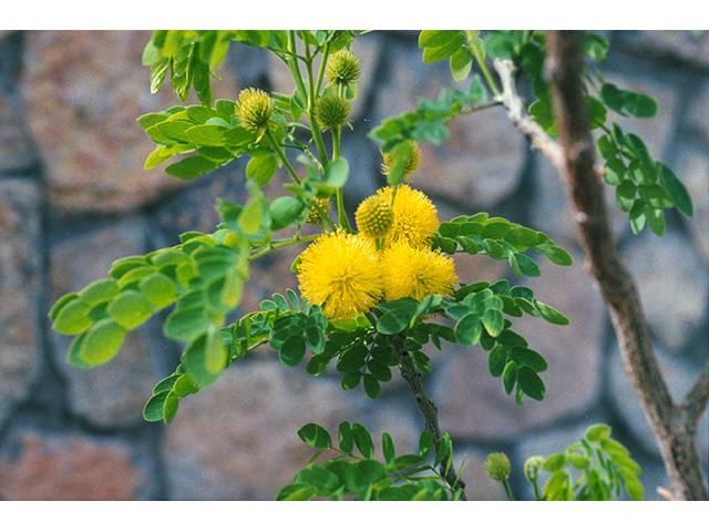 Leucaena retusa (Goldenball leadtree) #68627