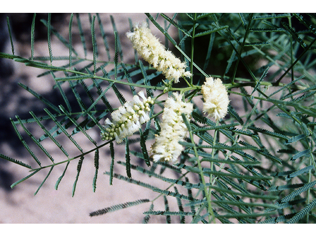 Mariosousa millefolia (Milfoil wattle) #68629