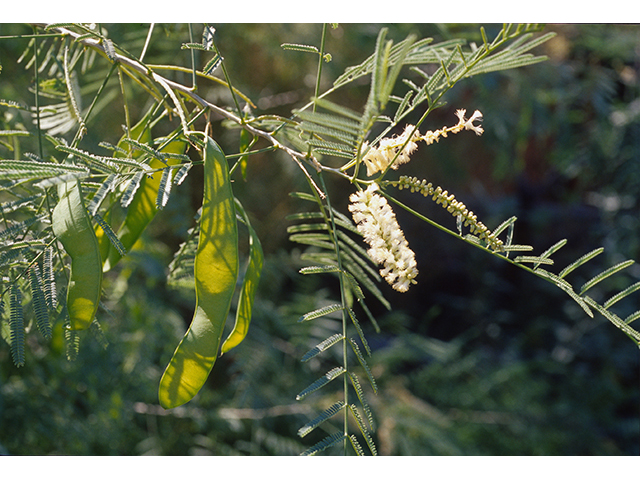 Mariosousa millefolia (Milfoil wattle) #68630