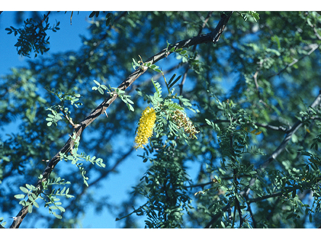 Prosopis pubescens (Screwbean mesquite) #68647