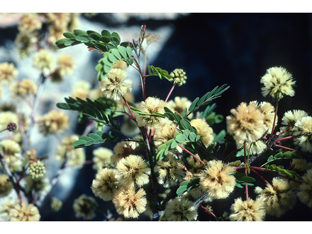 Senegalia roemeriana (Roemer acacia) #68653