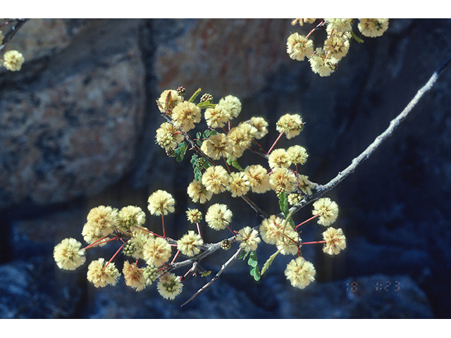 Senegalia roemeriana (Roemer acacia) #68654