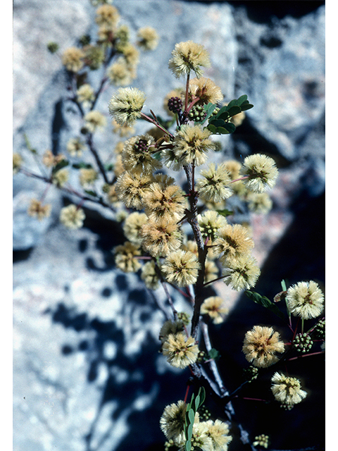 Senegalia roemeriana (Roemer acacia) #68655