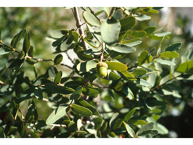 Quercus oblongifolia (Blue oak) #68666