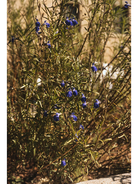 Salvia reptans (Slenderleaf sage) #68695