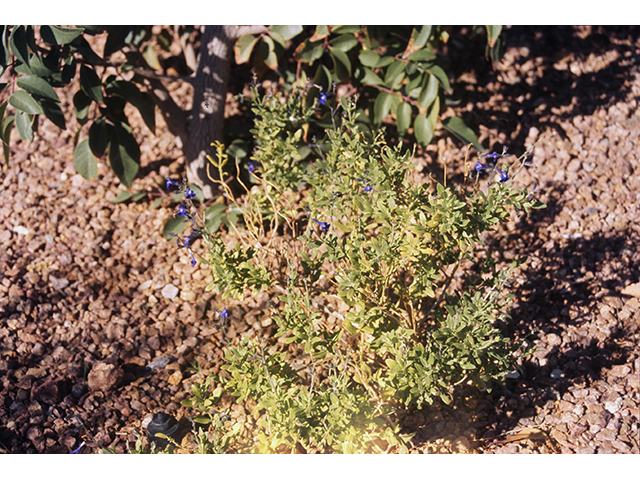 Salvia lycioides (Canyon sage) #68696