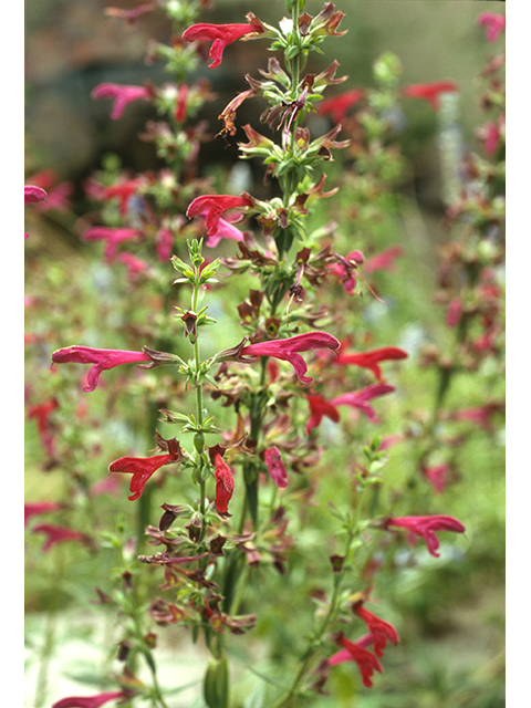Salvia pentstemonoides (Big red sage) #68703