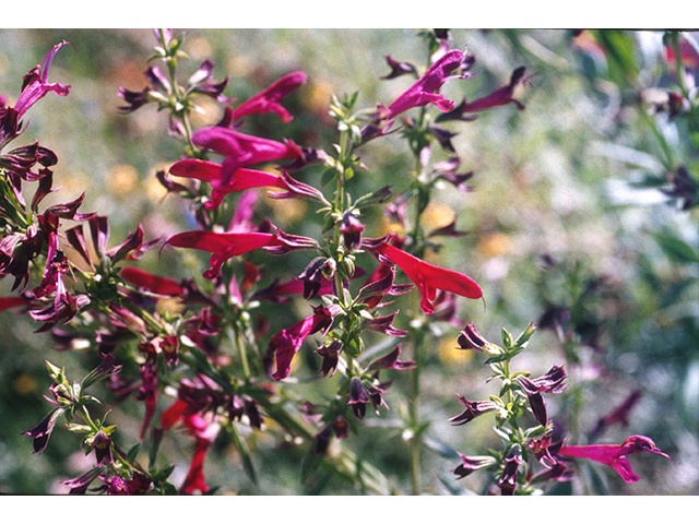 Salvia pentstemonoides (Big red sage) #68704