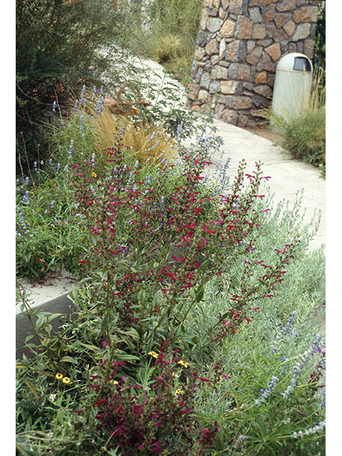 Salvia pentstemonoides (Big red sage) #68705