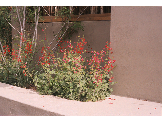 Salvia roemeriana (Cedar sage) #68712