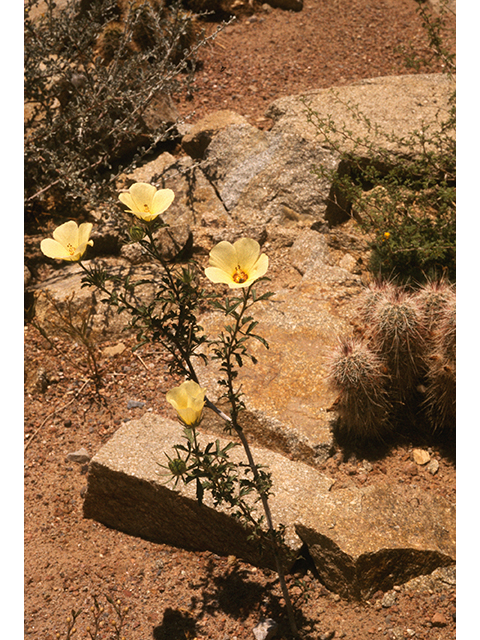Hibiscus coulteri (Desert rosemallow) #68744
