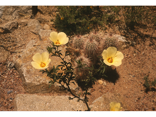 Hibiscus coulteri (Desert rosemallow) #68745