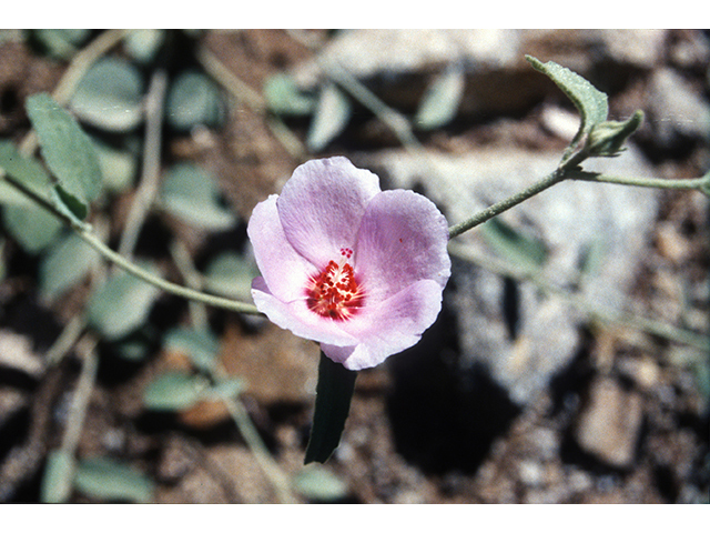 Hibiscus denudatus (Paleface) #68746