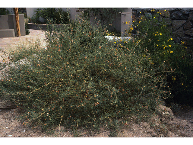 Sphaeralcea angustifolia (Narrowleaf globemallow) #68755