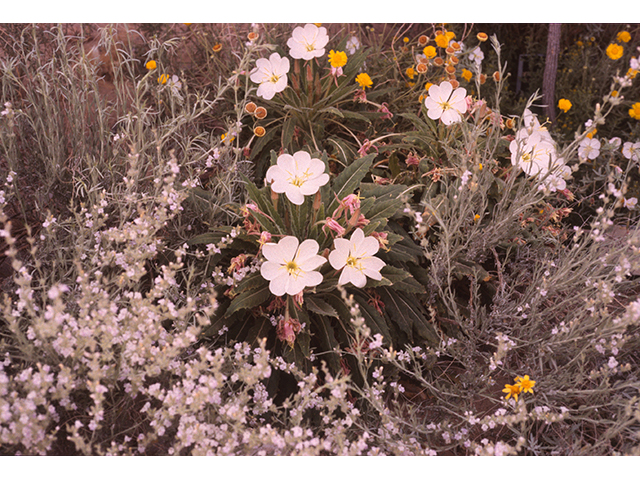 Oenothera caespitosa (Tufted evening primrose) #68777