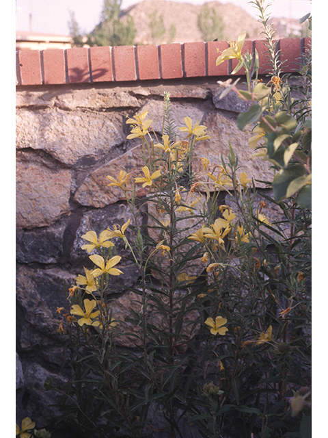 Oenothera elata ssp. hookeri (Hooker's evening-primrose) #68790