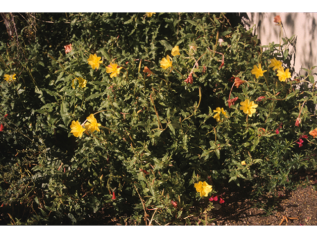 Oenothera organensis (Organ mountain evening primrose) #68791