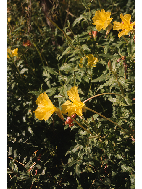 Oenothera organensis (Organ mountain evening primrose) #68792