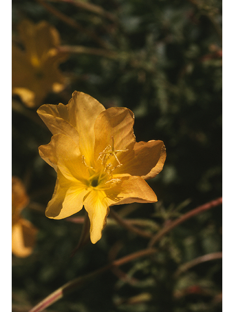 Oenothera organensis (Organ mountain evening primrose) #68793