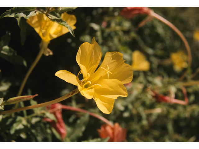 Oenothera organensis (Organ mountain evening primrose) #68794