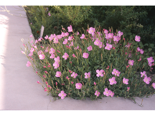 Oenothera rosea (Rose evening primrose) #68799