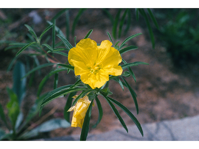 Calylophus serrulatus (Yellow sundrops) #68805