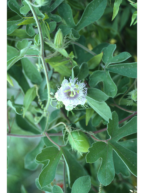 Passiflora arizonica (Arizona passionflower) #68810