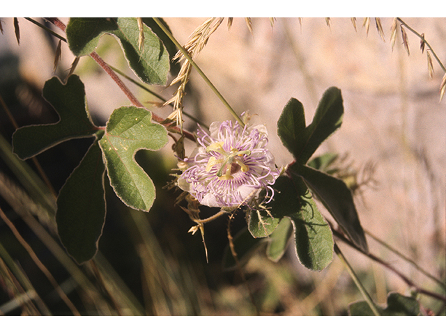Passiflora foetida var. gossypiifolia (Cottonleaf passionflower) #68811