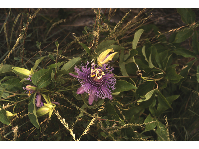 Passiflora incarnata (Maypop) #68813
