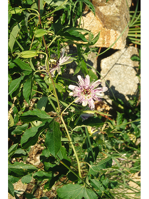 Passiflora incarnata (Maypop) #68814