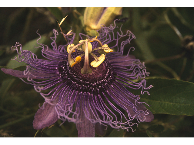 Passiflora incarnata (Maypop) #68815