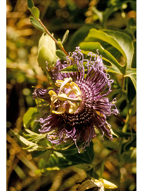 Passiflora incarnata (Maypop) #68818