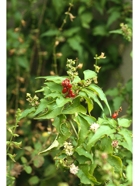 Rivina humilis (Pigeonberry) #68820
