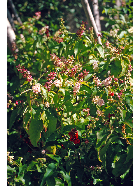 Rivina humilis (Pigeonberry) #68821