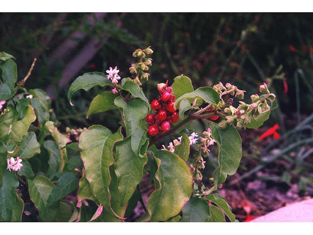 Rivina humilis (Pigeonberry) #68822