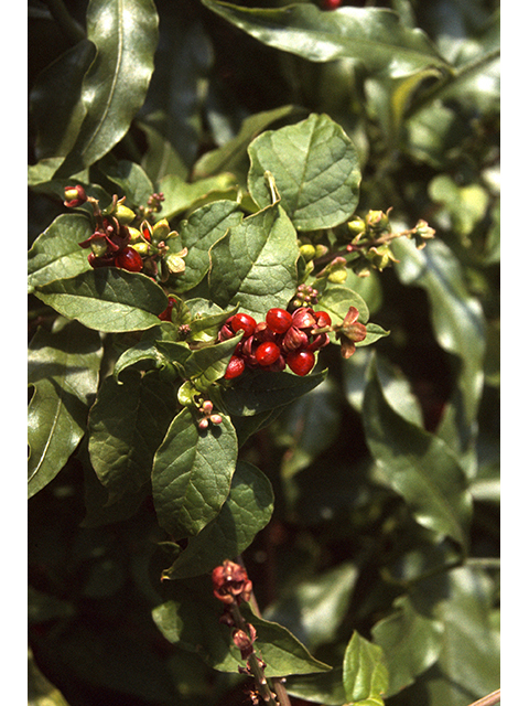Rivina humilis (Pigeonberry) #68823