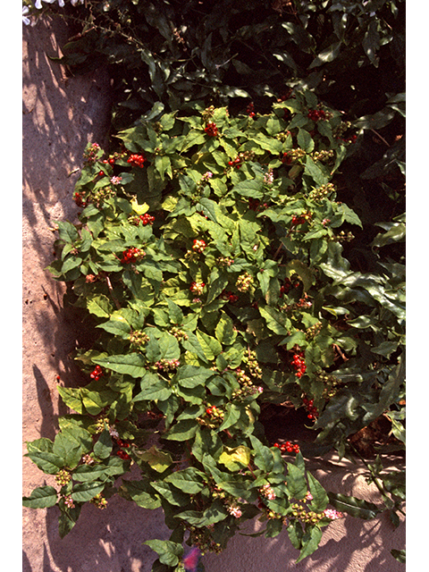 Rivina humilis (Pigeonberry) #68824