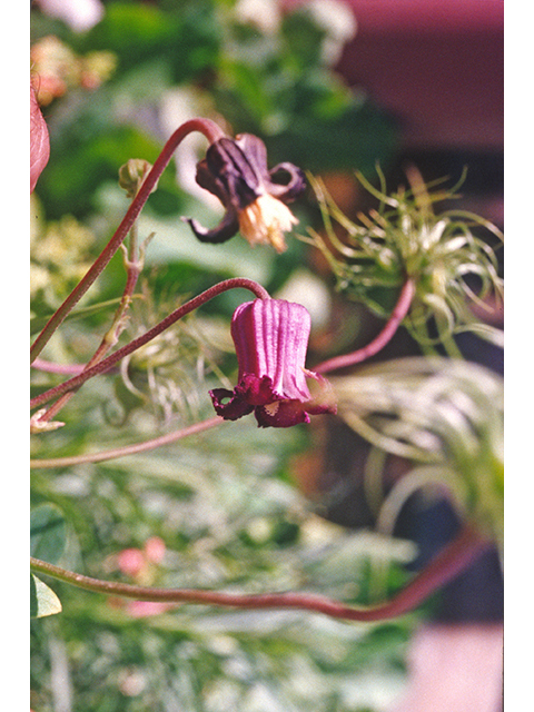 Clematis pitcheri (Purple leatherflower) #68879