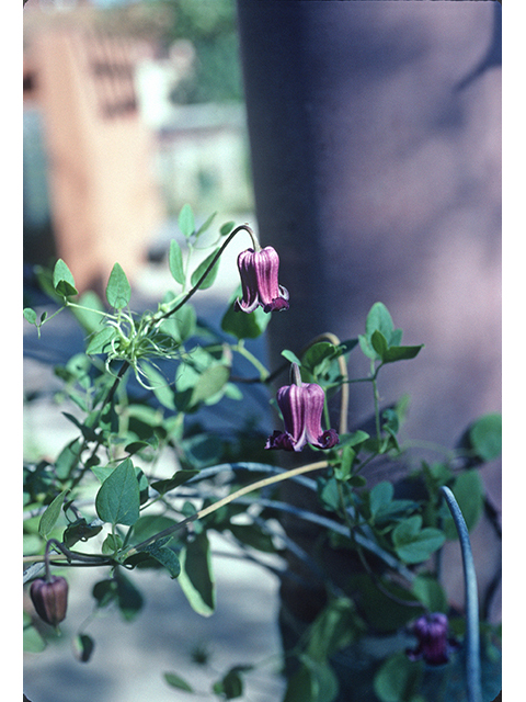 Clematis pitcheri (Purple leatherflower) #68880