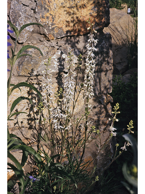 Delphinium wootonii (Organ mountain larkspur) #68884